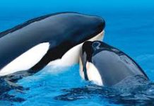 El llamado de los Cetáceos/ Abjini Shamanik